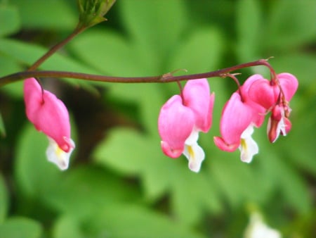 bleeding heart. - green, flowers, ballerina, pink