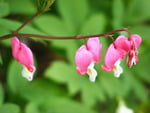 bleeding heart.