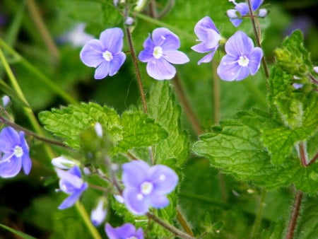 speedwell, a weed? - sweet, flower, wildflower, blue