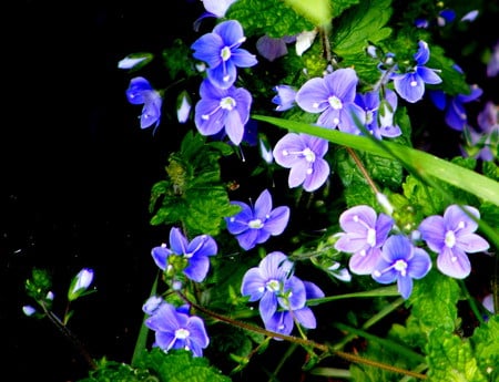  the common speedwell. - tiny, wildflower, blue, speedwell