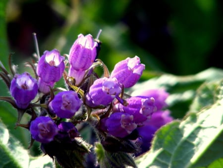 purple comfrey. - flower, purple, comfrey, sunshine