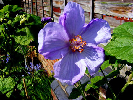  A  Abutilon. - big, blue, flower, wall