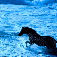 horse in the ocean