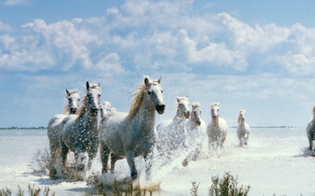 horses on the beach - horses, animals