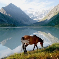 let that horse run