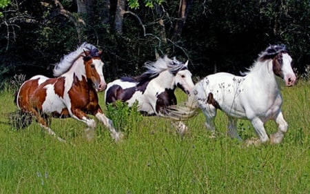 speed of the fastest horse - horses, animals