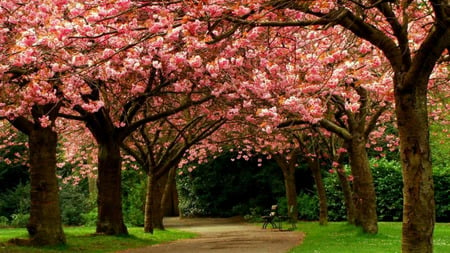 Saltway Park Path - england, trees, blossoms, benches path, bench, saltway park, pink flowers