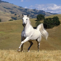 white stallion galloping