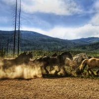 Yellowstone park horses