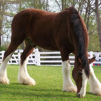 breyer clydesdale stallion