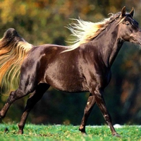 horse cavalo stallion