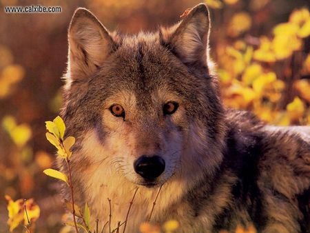 BEAUTIFUL WOLF NAMED SHAWNSWHITEKNIGHT - handsome, proud, majestic