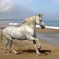 grey andalusian horse