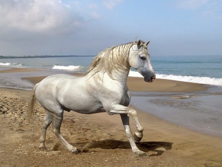 grey andalusian horse - horses, animals