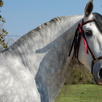 cute andalusian stallion