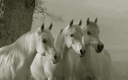 living whit horses - horses, animals