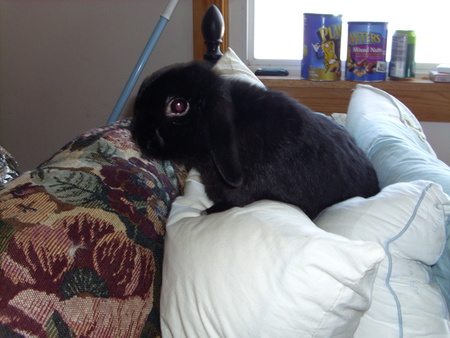 Onyx - mini-lop, black rabbit, bunny