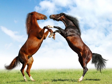 tikbalang horses - nature, horses, sky, animals, fighting, field