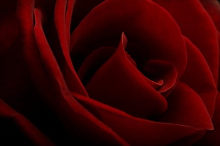 Red Velvet - red rose, red, velvet, rose, closeup