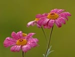 Shower flowers