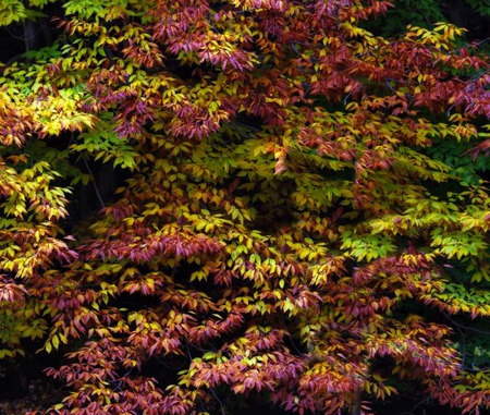 Changing colour - purple, acer, colours, leaves, tree, shrub, green