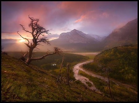 lone tree valley - path, river, trees, nature, hot, scene, forest