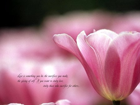 LOVE IS A SACRIFICE - love, poem, photography, nature, pink, tulip, flowers, photo, garden