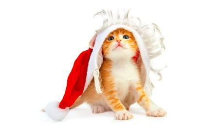 cats and christmas joy - animals, cats