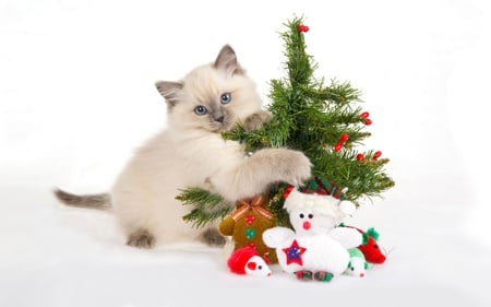 pets and christmas gifts - animals, cats