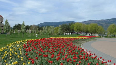 Waterfront park tulips - flowers, tulips, trees, beach, lake, walk, tulip