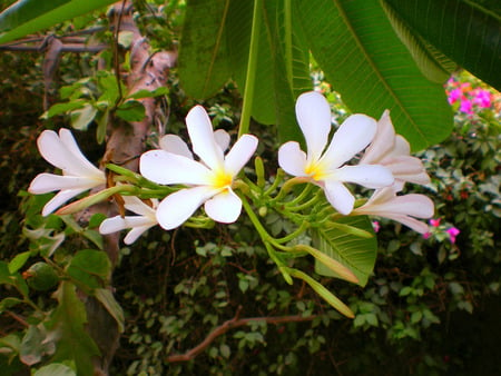 Flowers - nature, flowers