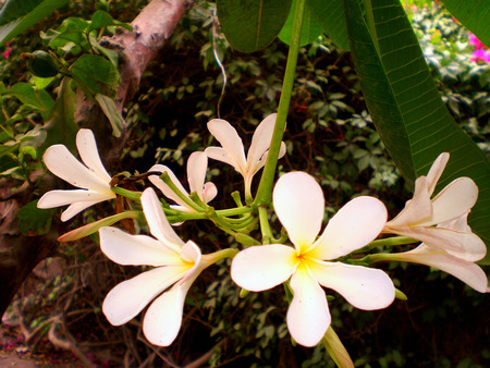 Flowers - nature, flowers