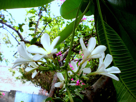 Flowers - nature, flowers