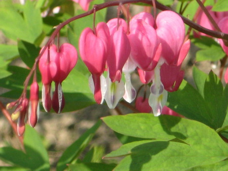 bleeding heart - spring, flower, heart, pink