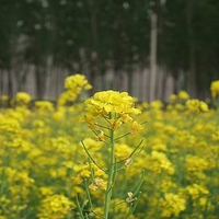 Rapeflower