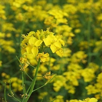 Rapeflower