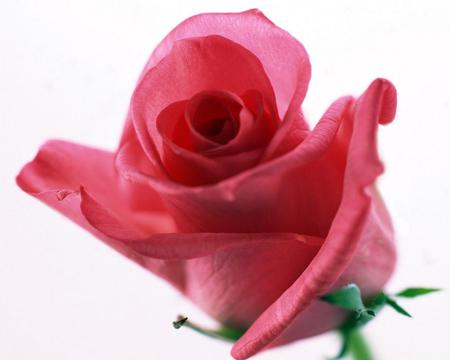 Speacil. jpg - bud, rose, upclose, love, pink