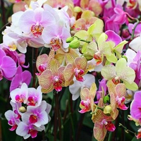 Exoctic Orchids. jpg