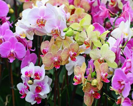 Exoctic Orchids. jpg - colorful, orchids, exoctic, beautiful