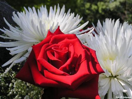 Rose.jpg - white, red, rose, pretty, flowers