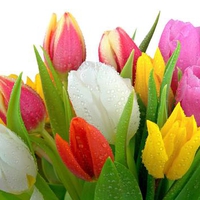 Kolorful  Tulips. jpg