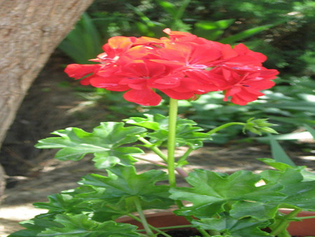 geranium - beauty, spring, flower, red