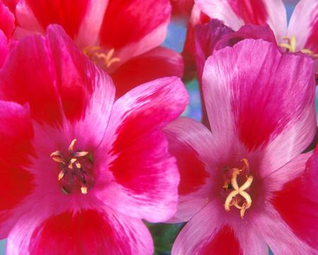 Orinatal Poppies.jpg - pretty, poppies, red, fragil, pink