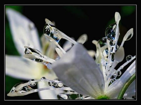 dew - morning, white, fresh, flower