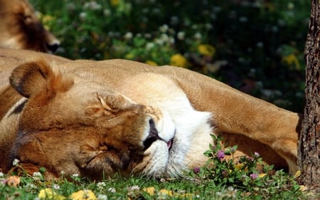 Time For A Nap - lion, sleepy