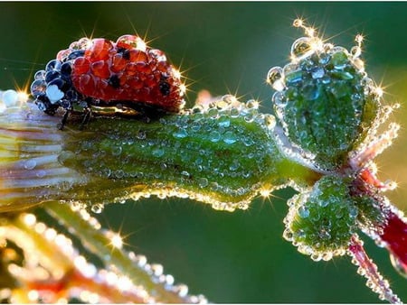 ladybug - sunshine, morning, luck, dew