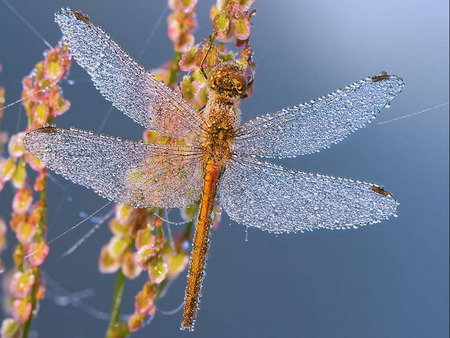 dragonfly - morning, rest, dew, grass