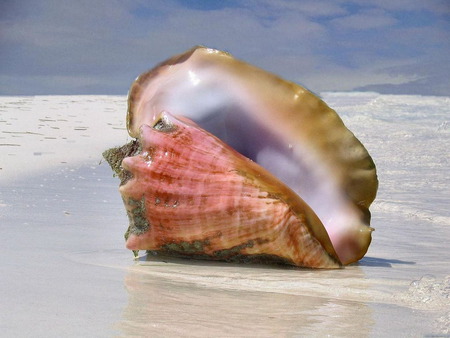 shell - beach, shell, shore, sea