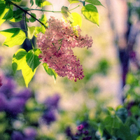 Pink Amongst The Purple