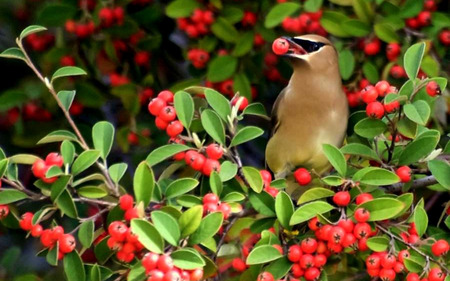 Yummy Berry - berries, waxwing, red berries, tree